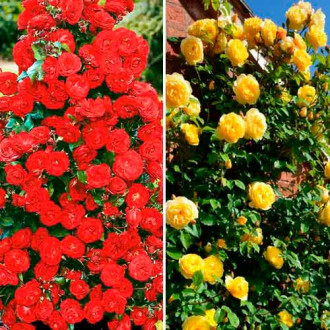 Ofertă specială! Trandafiri urcători Duo, set de 2 soiuri imagine 7