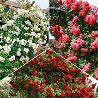 Super ofertă! Trandafiri urcători Trio, 3 soiuri imagine 14