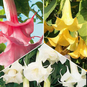 Ofertă specială! Trompeta îngerilor Angel, set de 3 soiuri imagine 14