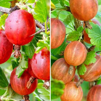 Супер оферта! Цариградско грозде без бодли, 2 сорта изображение 3