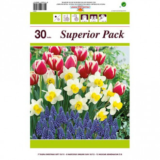 Super oferta! Tulipan Christmas Gift, Narcyz Smiling Sun, Szafirek armeński, zestaw 30 cebul interface.image 7