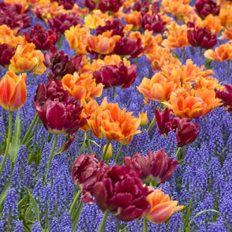 Super oferta! Tulipan Herman Emmink, Tulipan Antraciet, Szafirek armeński, zestaw 30 cebul interface.image 17