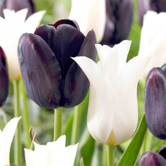 Super oferta! Tulipan liliokształtny, zestaw 25 cebul interface.image 1