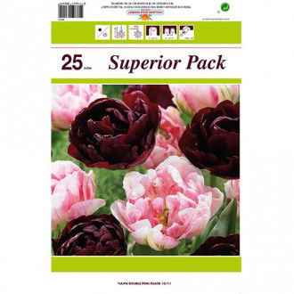 Super oferta! Tulipan pełny, zestaw 2 odmian interface.image 1