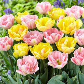 Super oferta! Tulipan pełny, zestaw 25 cebul interface.image 16