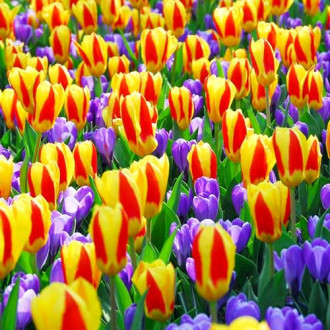 Super oferta! Tulipan Kaufmanna Stresa, Krokus Purple, zestaw 25 cebul interface.image 10