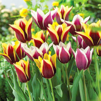 Super oferta! Tulipan Triumph, zestaw 2 odmian interface.image 9