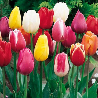 Super oferta! Tulipan Triumph, zestaw 50 cebul interface.image 6