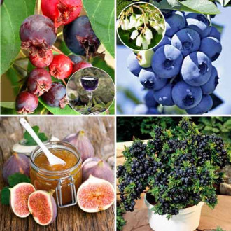 Super ofertă! Arbuști fructiferi Viață dulce, set de 4 soiuri imagine 9