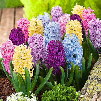 Super ofertă! Zambile mix multicolor, set de 15 bulbi imagine 9