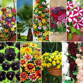 Super Oferta! Zestaw Balkon Kwiatów MIX, 9 opakowań interface.image 12