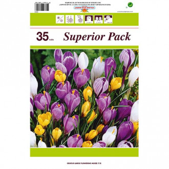 Super oferta! Krokus botaniczny mix kolorów, zestaw 35 cebul interface.image 17