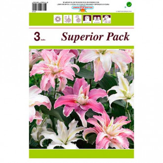 Super oferta! Lilia orientalna, zestaw 3 cebulek interface.image 12