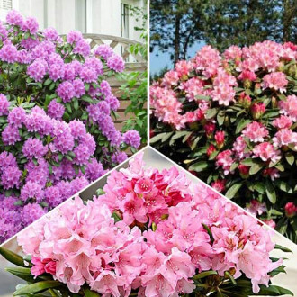 Super oferta! Zestaw Rhododendronów, 3 sadzonki interface.image 6