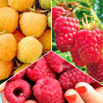 Super ofertă! Zmeuri remontanți, set de 3 soiuri imagine 12