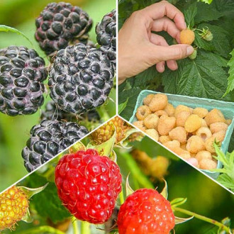 Zmeuri Trio, set de 3 soiuri imagine 15