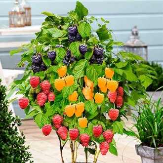 Zmeuri Trio (7584) imagine 18