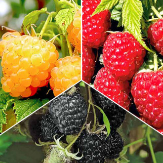 Super ofertă! Zmeuri Trio, set 3 soiuri imagine 14