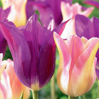 Super oferte! Lalele triumph și timpurii, set de 25 bulbi imagine 9