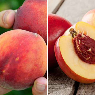 Супер предложение! Комплект Богата реколта, 2 разсада изображение 13