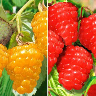 Супер предложение! Комплект Екзотична малина, 2 разсада изображение 4