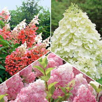 Super-ofertă! Set de ”Hortensii Magice” de 3 soiuri imagine 3