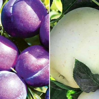 Супер предложение! Комплект Градина в имението, 2 разсада изображение 5