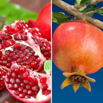 Супер оферта! Комплект Нар Duo, 2 сорта изображение 3