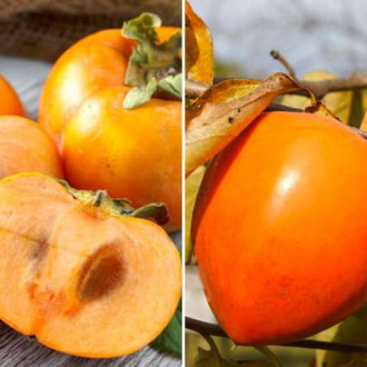 Супер предложение! Комплект Райска ябълка, 2 разсада изображение 4