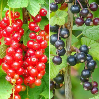 Супер предложение! Комплект Къпина Sweet Duo, 2 разсада изображение 18