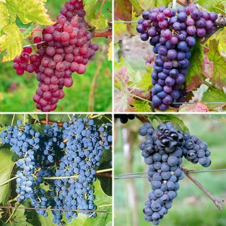 Супер оферта! Комплект лози Excellence, 4 сорта изображение 10