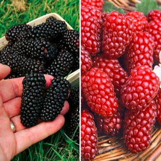 Супер предложение! Комплект от къпина и малина, 2 разсада изображение 6