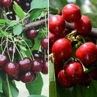 Супер оферта! Комплект Плодовито лято, 2 разсада изображение 14