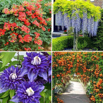 Super Oferta! Zestaw roślin pnących "Kwitnąca pergola" 4 sadzonki interface.image 7
