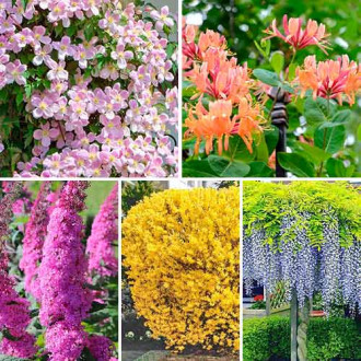 Супер предложения! Комплект Цъфтящ жив плет от 5 корена изображение 12