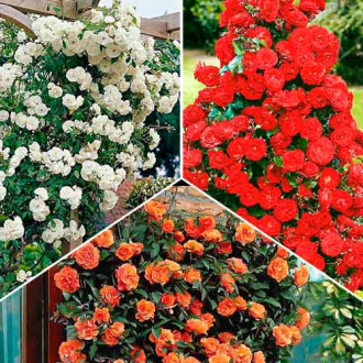 Супер предложения! Комплект катерещи се рози Trio, 3 разсада изображение 5