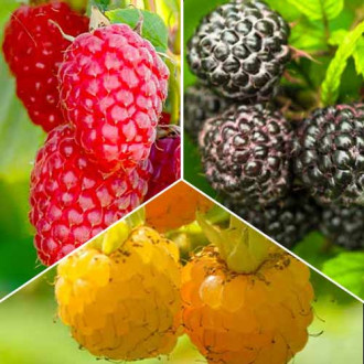 Супер предложения! Комплект Малиново трио, 3 разсада изображение 10