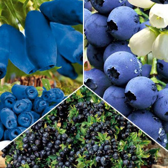 Super ofertă! Arbuști fructiferi Fructele Pădurii, 3 soiuri imagine 13