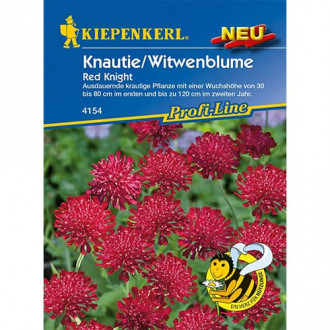 Knautia macedonica Red Knight interface.image 1