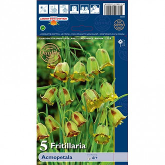 Szachownica (Fritillaria) Acmopetala interface.image 9