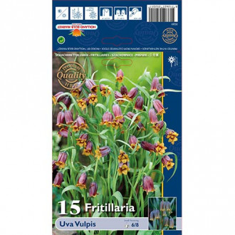 Szachownica (Fritillaria) Uva Vulpis interface.image 3