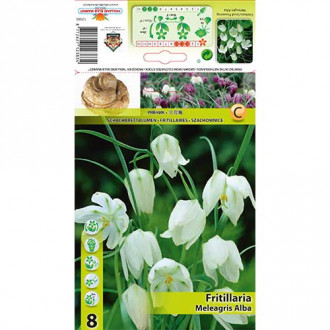Szachownica kostkowata (Fritillaria) Alba interface.image 7