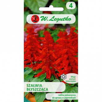 Szałwia błyszcząca czerwona interface.image 12