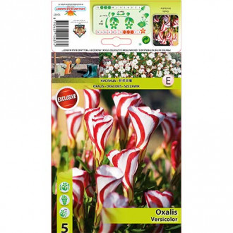 Szczawik (Oxalis) Versicolor interface.image 1