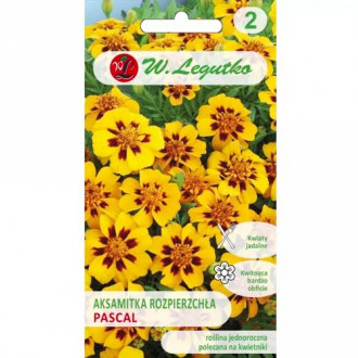 Тагетес разпръснати с единични цветя Pascal Legutko изображение 13