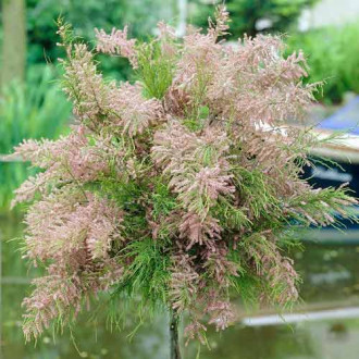 Cătină ornamentală roșie imagine 11