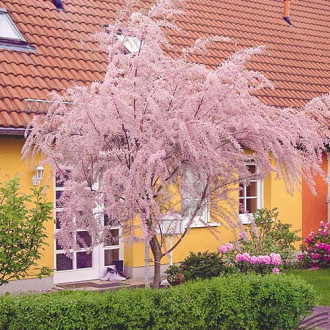 Tamarix cu flori mici, P9 imagine 3