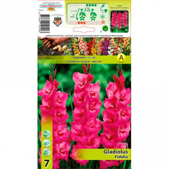 Gladiola (Mieczyk) Fidelio interface.image 12