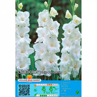 Tani pakiet! Gladiola (Mieczyk) White Prosperity interface.image 5