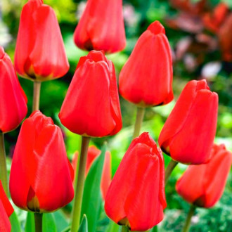 Korzystny zakup! Tulipan Darwina Fostery King interface.image 13